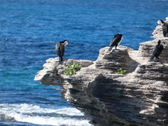 Phalacrocorax varius hypoleucos