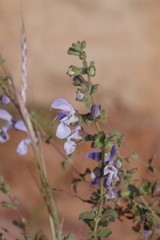 Salvia dentata