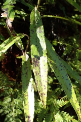 Melicytus lanceolatus