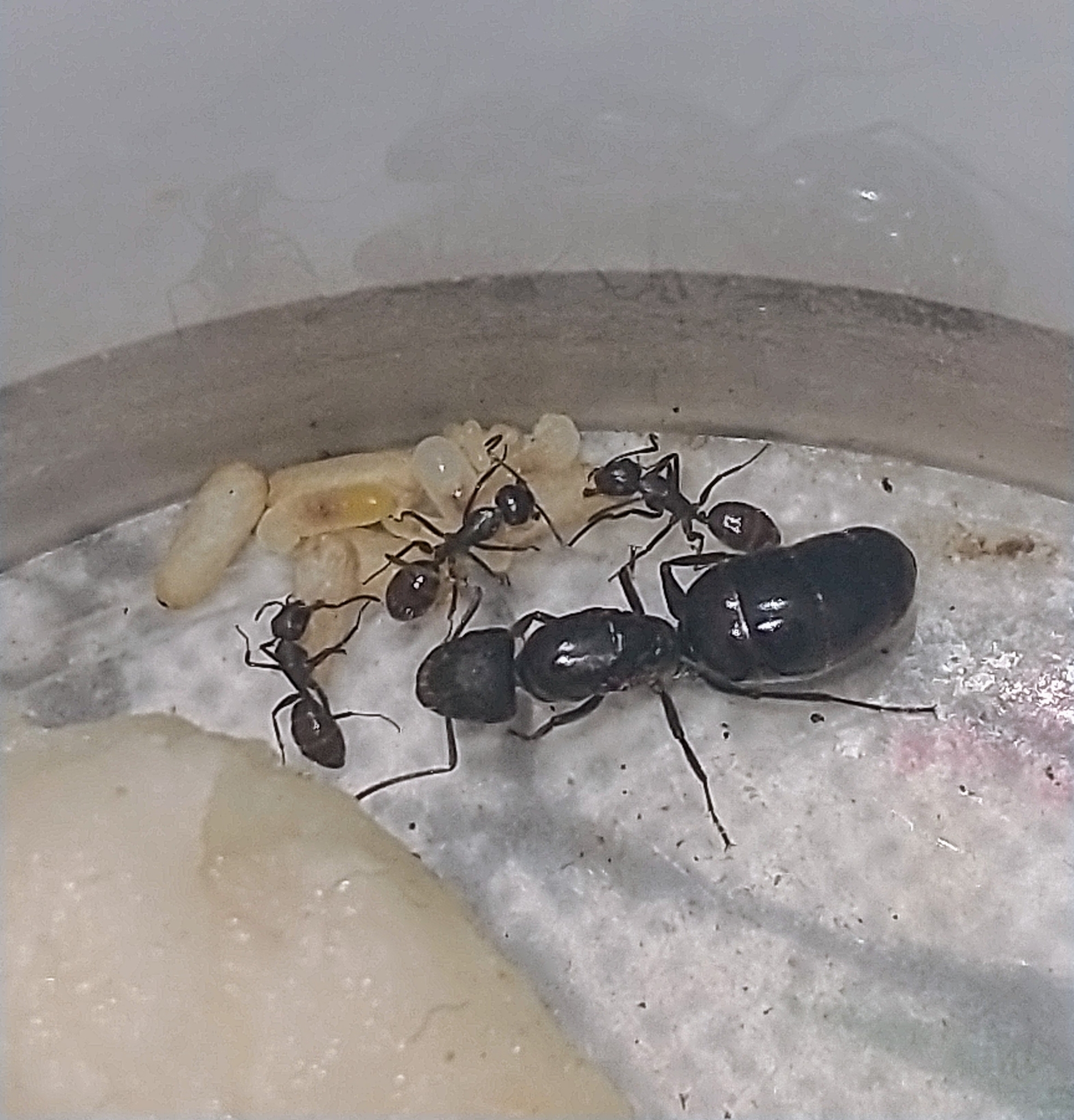 Camponotus punctulatus imberbis