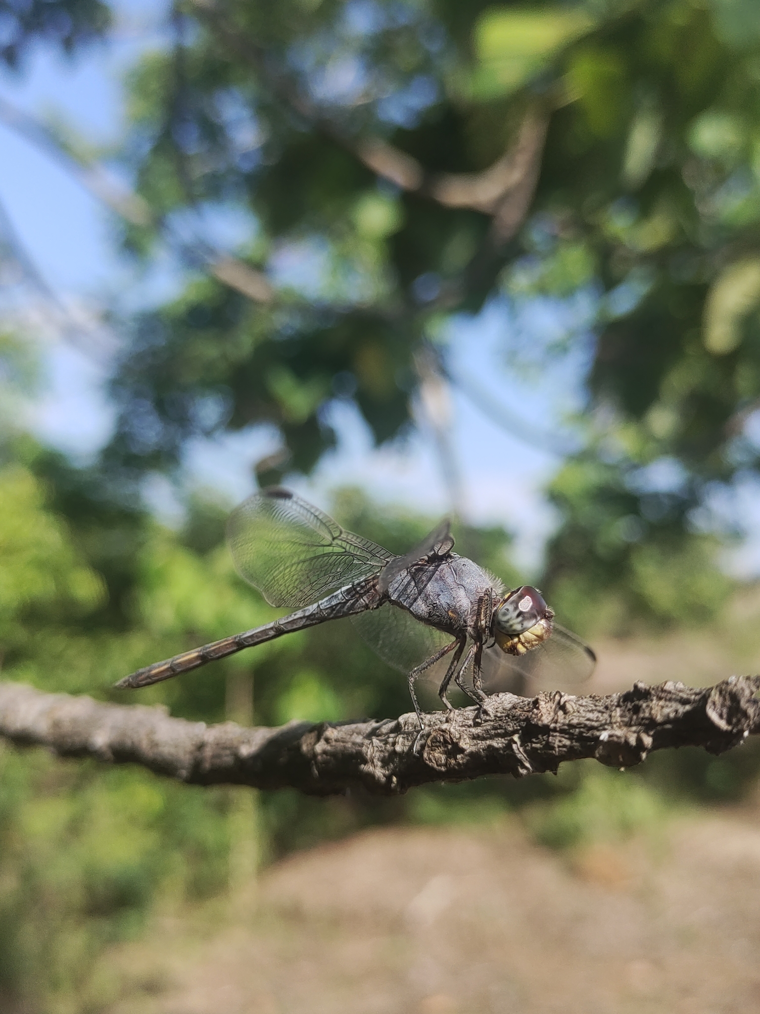 Yellow-Tailed Ashy Skimmer