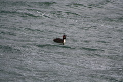 Podiceps cristatus australis
