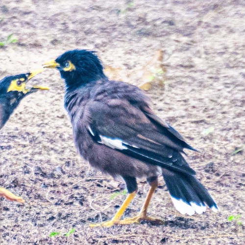 Common Myna