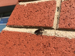 Heteropogon macerinus