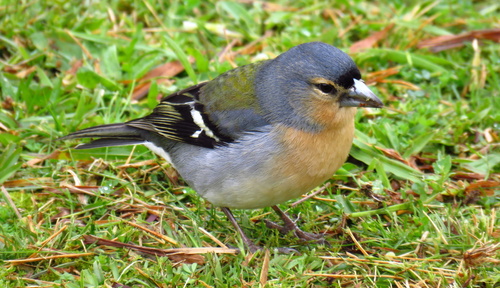 Azores Chaffinch, Lagoa das Furnas, 9675, Portugal, photo 8 of 10