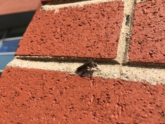 Heteropogon macerinus