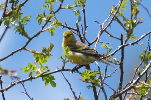 Corsican Finch (Carduelis corsicana), photo 7