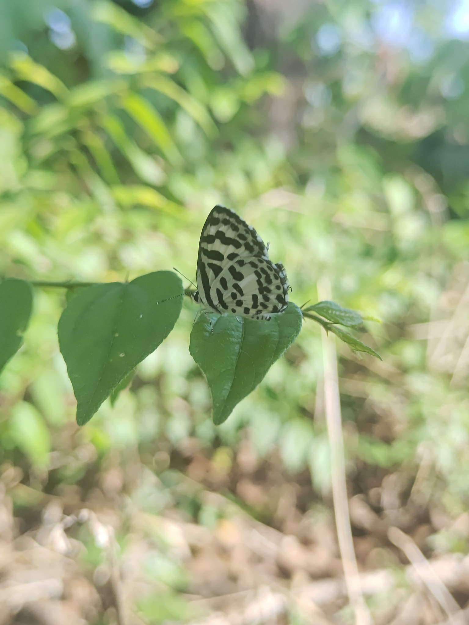 Common Pierrot