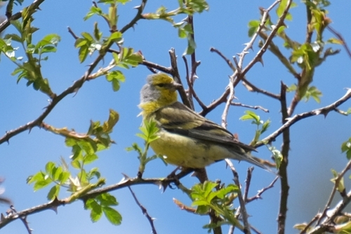 Corsican Finch (Carduelis corsicana), photo 8