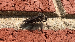 Heteropogon macerinus