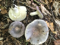 Russula ornaticeps