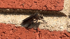 Heteropogon macerinus