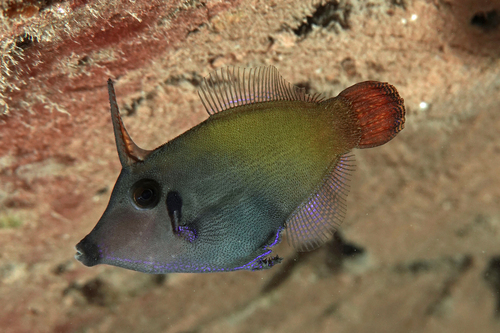 Blackbar filefish (Pervagor janthinosoma) — Monacanthidae — 3