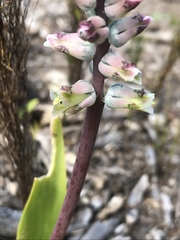 Lachenalia variegata