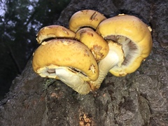 Pholiota adiposa
