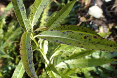 Melicytus lanceolatus
