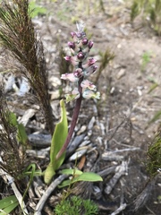 Lachenalia variegata