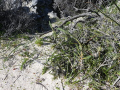 Acanthocarpus preissii