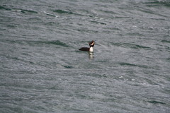 Podiceps cristatus australis