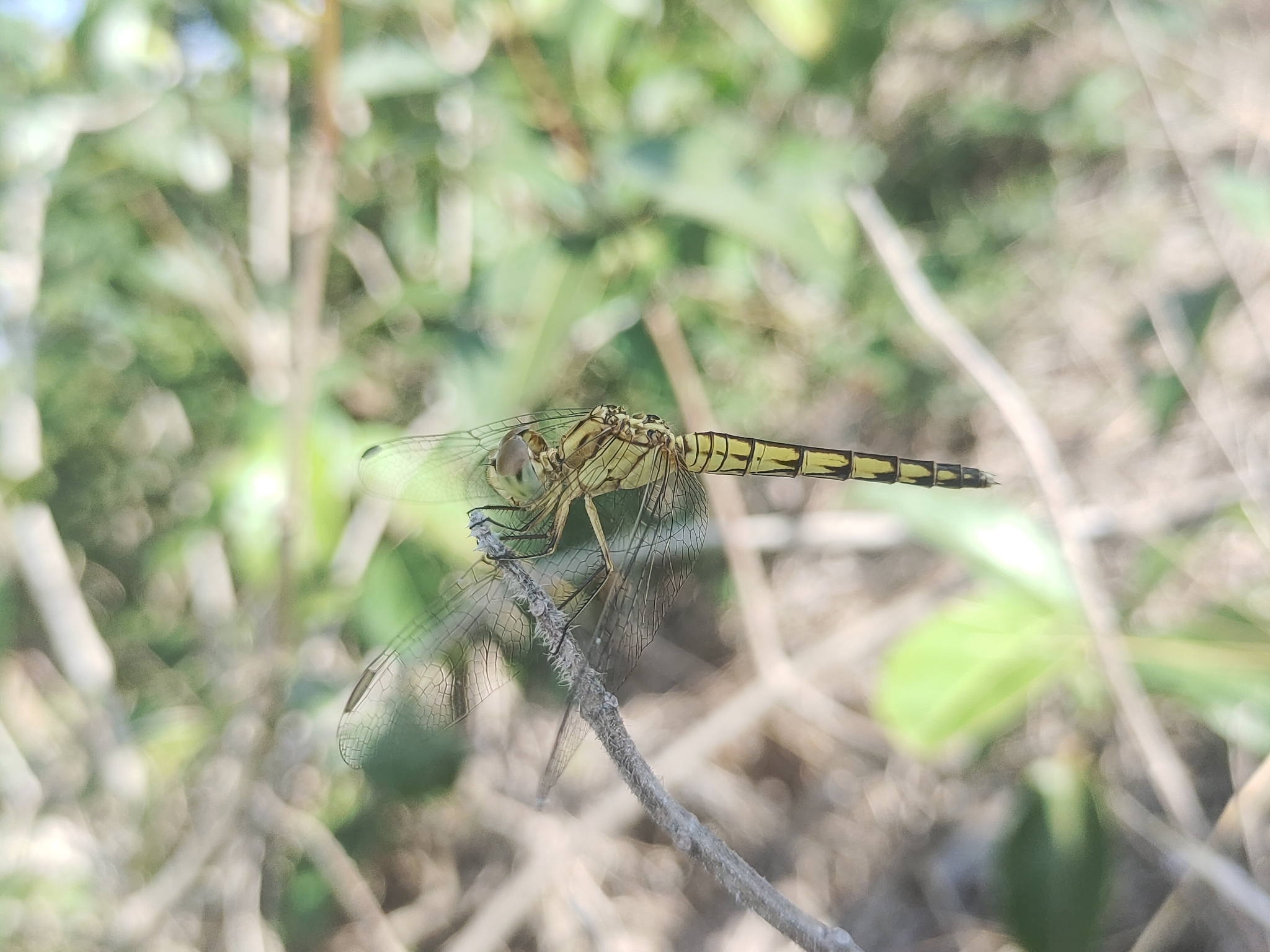 Black Marsh Skimmer