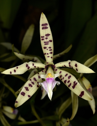 Prism-Fruited Epidendrum