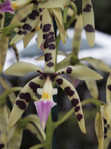 Rainbow Orchid