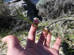 Acanthocarpus preissii