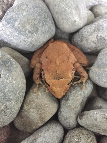 Cliffy Stream Frog