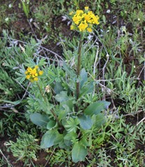 Senecio crassulus