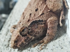 Cliffy Stream Frog photo 5