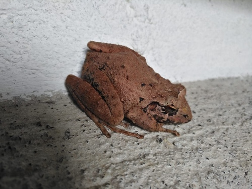 Cliffy Stream Frog