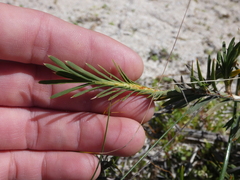 Acanthocarpus preissii