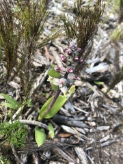 Lachenalia variegata