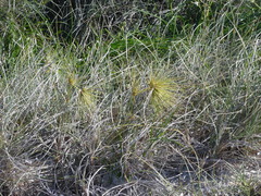 Spinifex longifolius