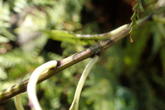 Melicytus lanceolatus