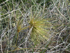Spinifex longifolius