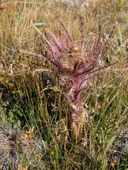 Cirsium scariosum