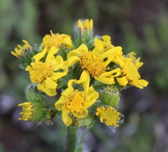 Senecio crassulus