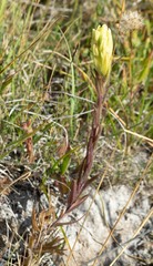 Castilleja cusickii