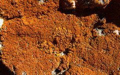 Pyrenodesmia albovariegata