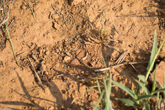 Lithops lesliei lesliei