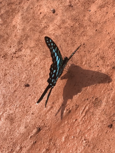 Small Striped Swordtail