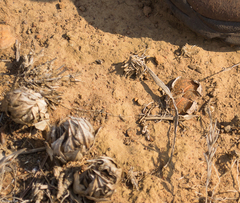 Lithops lesliei lesliei