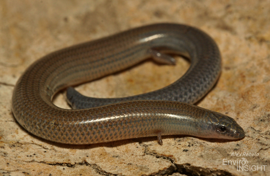 Angola Skink