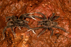 Selenocosmiinae