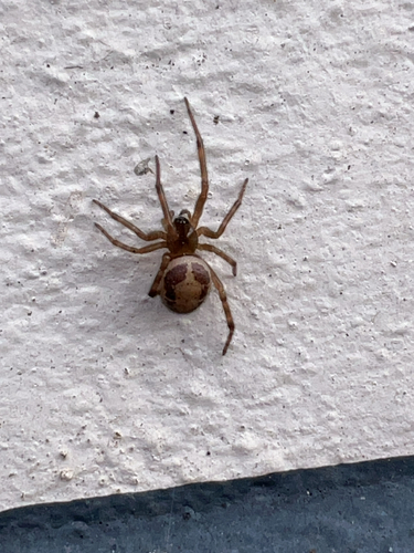 Noble false widow