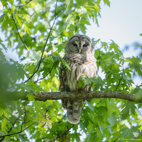 Barred Owl photographed in Illinois