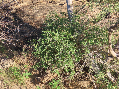 Image of Barleria lancifolia by no rights reserved