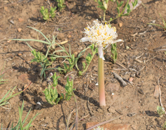 Haemanthus montanus