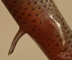Bayon's Skink photo 4